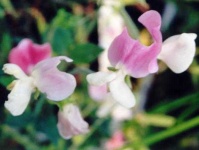 image of flower