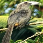 image of bird