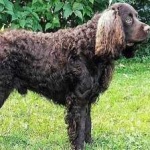 image of american_spaniel #11