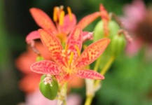 image of flower
