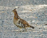 image of partridge #6