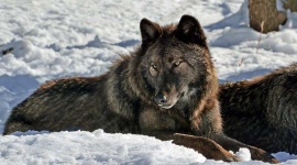 image of wolf #21