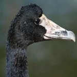 image of bird