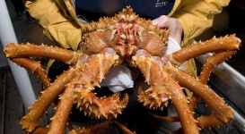 image of king_crab #9