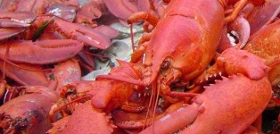 image of lobster