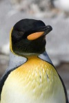 image of king_penguin