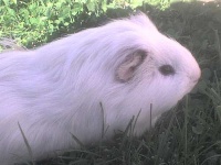 image of guinea_pig
