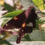 image of animal