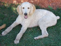 image of standard_poodle
