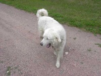 image of great_pyrenees