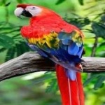 image of bird