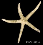 image of starfish #14