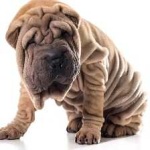 image of animal