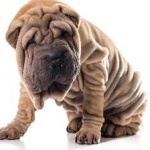 image of shar_pei #33