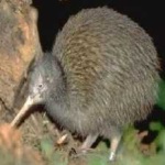 image of bird