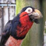 image of bearded_barbet #2