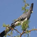 image of bird