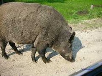 image of wild_boar