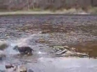 image of irish_water_spaniel