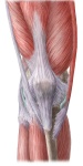 image of human_body_parts