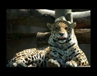 image of jaguar_car