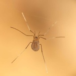 image of animal
