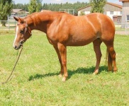 image of sorrel