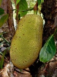 image of jackfruit