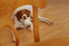 image of brittany_spaniel