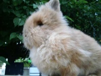 image of angora