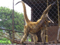 image of spider_monkey