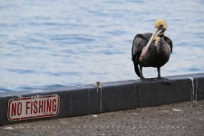 image of pelican