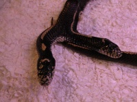 image of animal