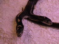 image of snake #7