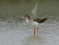 image of redshank