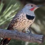 image of bird