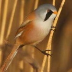 image of bird
