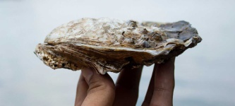 image of oyster #24