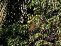 image of spider_monkey