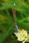 image of damselfly