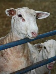 image of ram