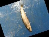 image of fish