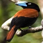 image of bird