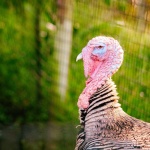 image of animal