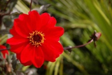 image of flower