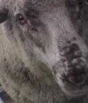 image of sheep_face #17