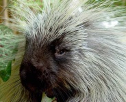 image of teddy_bear