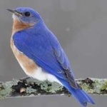 image of bird