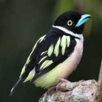 image of bird