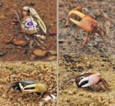 image of fiddler_crab #6